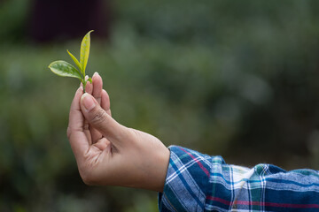 Two leaves with a bud of Darjeeling tea
