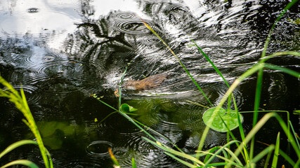 Small nimble animal swims in the lake in the rain