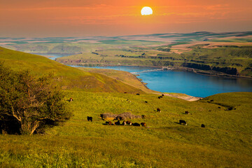 Wildflowers and grazing cattle in the rolling hills above the Columbia River in Columbia Hills...