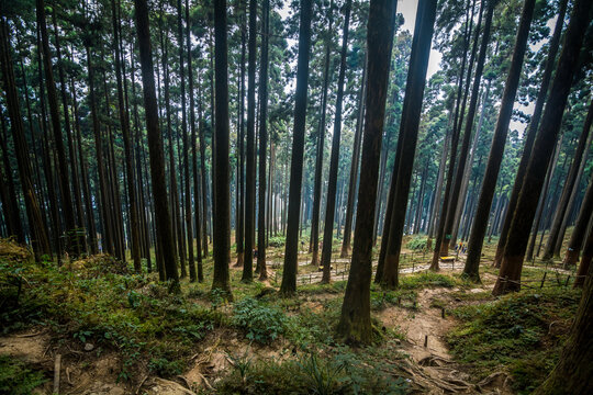 Lamahatta Eco Park, Darjeeling, India