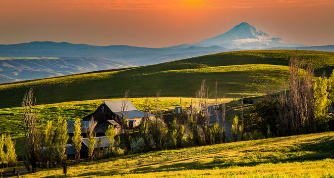 A barn, Mt Hood and working farm at sunset in the rolling hills in Columbia Hills State Park, Washington.