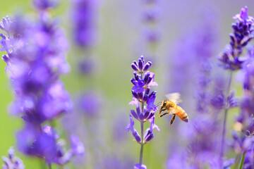 Fototapeta na wymiar bee and lavender