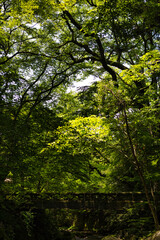 新緑の中にある橋と木漏れ日