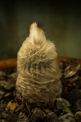 Old Man Cactus, Darjeeling , India