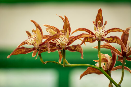 Tracy's Cymbidium, Takdah Orchid Center, Darjeeling, India