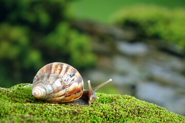 Snail, Giant African snail or giant African land snail (Lissachatina fulica) Selective focus, blurred natural green background with copy space