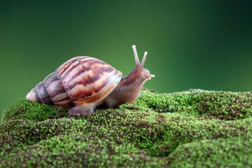 Snail, Giant African snail or giant African land snail (Lissachatina fulica) Selective focus, blurred natural green background with copy space © Cheattha