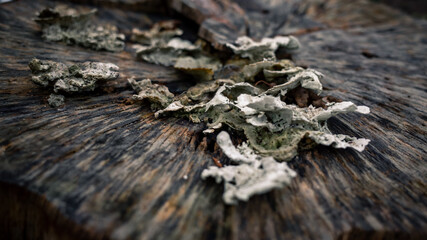 Closeup of fungus on a tree