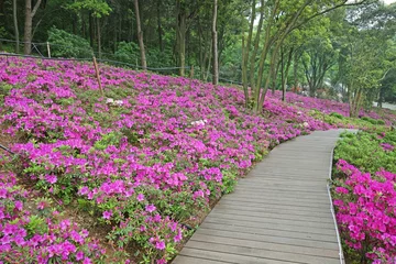 Zelfklevend Fotobehang Azaleas (Rhododendron). Scenery of wooden walkway in Rhododendron blooming fields. Azaleas festival at Mo Shan garden, Wuhan city, Hubei province China. © Cheattha