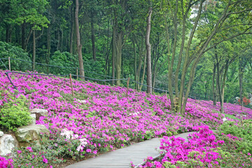 Azaleas (Rhododendron). Scenery of wooden walkway in Rhododendron blooming fields. Azaleas festival at Mo Shan garden, Wuhan city, Hubei province China.