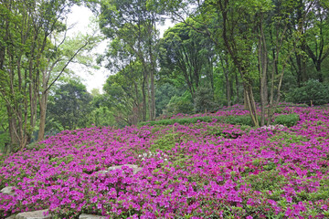 Azaleas (Rhododendron). Scenery of wooden walkway in Rhododendron blooming fields. Azaleas festival...