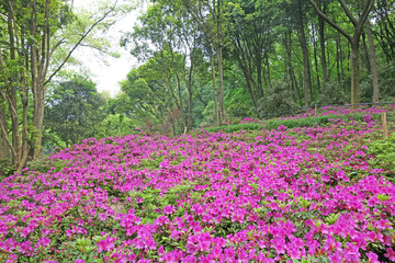 Azaleas (Rhododendron). Scenery of wooden walkway in Rhododendron blooming fields. Azaleas festival at Mo Shan garden, Wuhan city, Hubei province China.