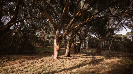 trees in the forest