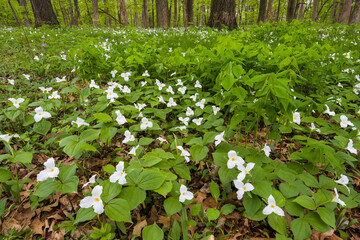 A native wildflower to Midwest woodlands, the large-flowered trillium puts on a dazzling display in springtime.