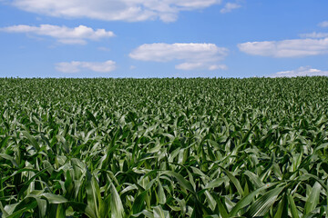 Corn or maize growing in the field. It is a staple food in many parts of the world and used to feed livestock, make fuel ethanol and thousands of other products like carpet, make-up or aspirin.  