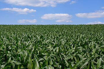 Fototapeta na wymiar Corn or maize growing in the field. It is a staple food in many parts of the world and used to feed livestock, make fuel ethanol and thousands of other products like carpet, make-up or aspirin. 