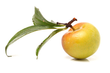 Plums plum prunes prune fresh fruit on white background