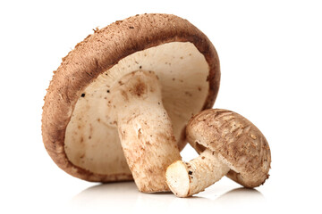 Shiitake mushroom on the White background 