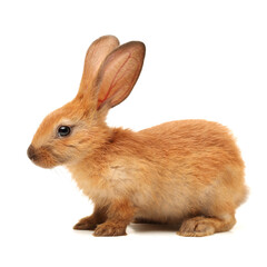 rabbits isolated on white background 