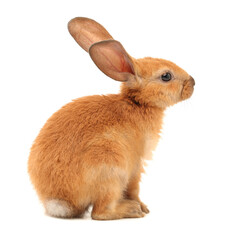 rabbits isolated on white background 