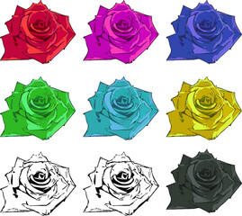 綺麗な薔薇の花のカラーセット