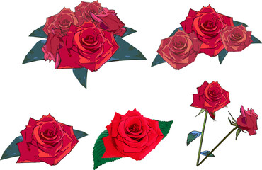 綺麗な薔薇の花セット