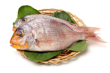 Raw porgy on white background
