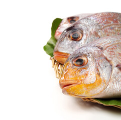 Raw porgy on white background