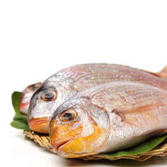 Raw porgy on white background