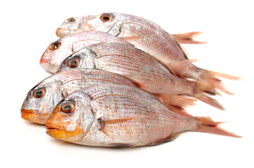 Raw porgy on white background