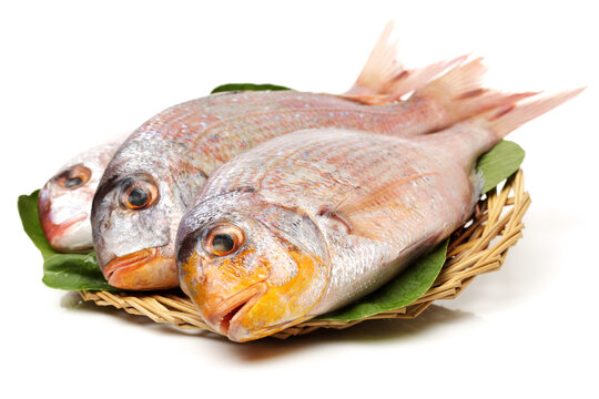 Raw porgy on white background