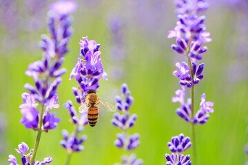bee and lavender