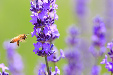bee and lavender