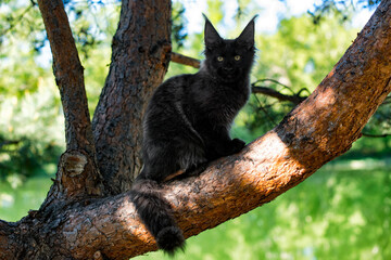 A big black maine coon kitten sitting on a tree in a forest in summer.