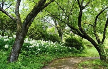 白い紫陽花の道　初夏　風景