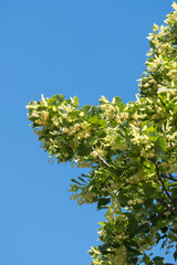 linden tree and flowers, blue sky background, springtime,