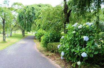 新緑　初夏　道　アジサイ　風景
