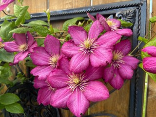 Deep Pink Clematis on an iron trellis