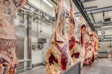 Chopped beef carcasses. Overhead conveyor for cow carcasses, meat production