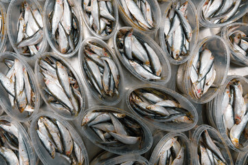 Plastic jars with sprat. Canned fish. Seafood production