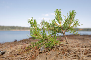 New fresh small pine tree on the shore of a lake. Clear blue sky.