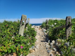 Beach flower path