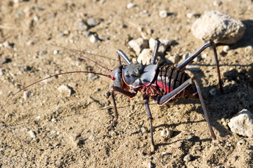 Kruger National Park: Libanasidus vittatus, ,  Bradyporinae Armoured cricket