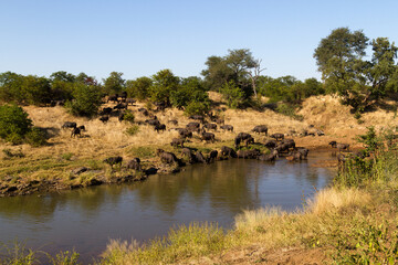 Kruger National Park: buffalo