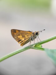 dragonfly on a leaf