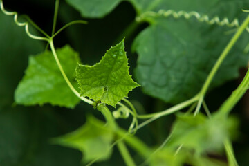 Close up of Chayote leaf