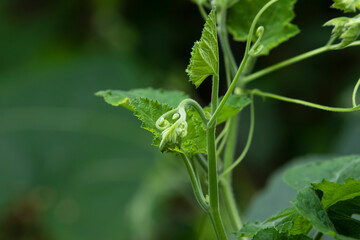 Close up of Chayote leaf