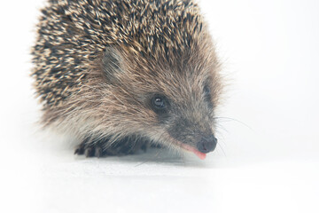 cute European hedgehog stuck out his tongue on a white background. Animal world