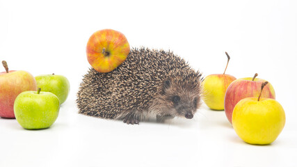European hedgehog on a white background with apples. Animal world. Erinaceus europaeus © photosaint