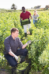 Experienced farmer with team of workers harvesting ripe legumes on field on sunny spring day